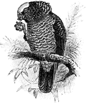 A parrot having a large erectile nuchal chest.