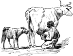 Specialized cows devoted specifically for milk production.