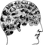 A theory which claims to be able to determine character, personality traits, and criminality on the basis of the shape of the head. This technique was developed in the early 1800's and is currently discredited as a pseudoscience.