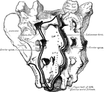 A large, triangular bone at the base of the vertebral column at the upper and back part of the pelvic cavity.