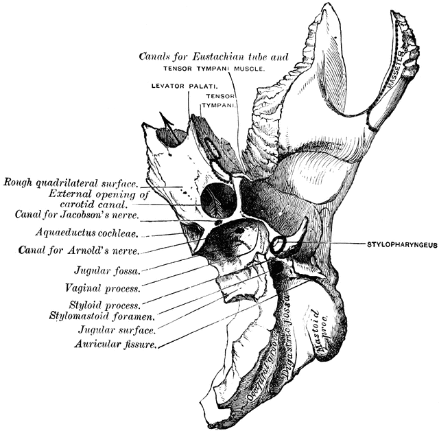 parts temporal bone