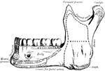 The mandible is the largest and strongest bone of the face. It serves for the reception of the lower teeth. It consists of a curved, horizontal portion, the body, and two perpendicular portions, the rami, which join the back party of the body nearly at right angles.