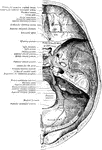This illustration shows the base of the skull. The inner or cerebal surface.