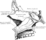 The inner wall of the nasal fossae, or septum of the nose.