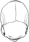 A Dolichocephalic cranium from above.