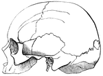 A Dolichocephalic cranium from the side.
