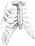 The anterior (ventral) surface of the sternum and the costal cartilages.