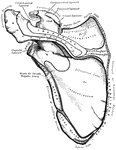 The posterior surface or the left scapula.