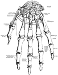 The bones of dorsal surface of the left hand.