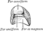 A view of the left semilunar from the anterior and internal surfaces.
