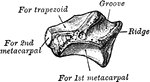 The left trapezium as seen from the front.