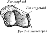 The left trapezium as seen from the above and the mesal side.