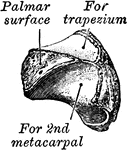 The left trapezoid as seen from the front, below, and outer side.