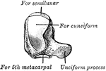The left unciform seen from the internal surface.