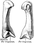 The first metacarpal of the left hand.