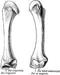 The second metacarpal of the left hand.