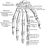 A plan of the development of the bones of the hand.