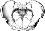 The diameters of the pelvic inlet in the female.