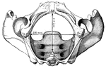 The diameters of the pelvic outlet in the female.