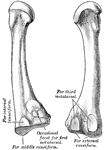 The second metatarsal of the left foot.
