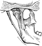 The external lateral ligament is a short, thin, and narrow fasciculus, attached, above, to the outer surface of the zygoma and to the tubercle at the outer extremity of the condyle of the mandible.