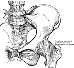 The anterior view of the articulations of the pelvis and hip.