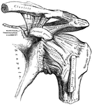 The left shoulder-joint, scapuloclavicular articulations, and proper ligaments of the scapula.