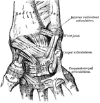 A anterior view of the ligaments of the wrist and hand.