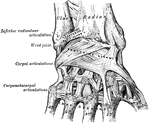 A posterior view of the ligaments of the wrist and hand.