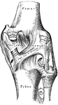 An posterior view of the right knee-joint.