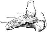An internal view of the ankle-joint: tarsal and tarsometatarsal articulations.