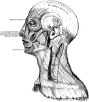 Muscles of the head, face, and neck.