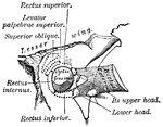 The relative position and attachment of the muscles of the left eyeball.