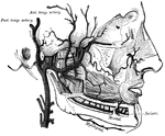 The internal maxillary artery and its branches.
