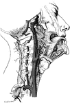The internal carotid and vertebral arteries.