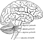 Scheme showing the connection of the several parts to the brain.