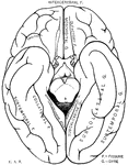 Fissures and gyres of the basal surface of the cerebrum portion of the brain.