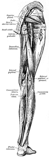 Leg Nerves | ClipArt ETC