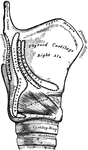A side view of the thyroid and cricoid cartilages.