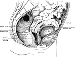 Sagittal section in the median line of the female pelvis.