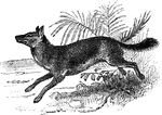 A kind of East Indian Dog. It is moderate in size and a rich bay color. It hunts in packs, and is capable of running down large game.