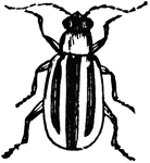 A small beetle with verticle stripes.