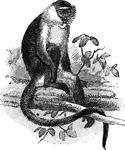 A large African monkey. So called from a fancied resemblance of its white coronet to the silver bow of Diana.