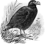 The color is blackish; the total length is about 14 inches; the beak besides being toothed is remarkably large and strong, with a very convex culmen, like that of a bird of prey.