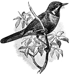 A bird with a very acute curved bill finely serrate along a part of the cutting edges, and the toungebifid, whence the name.