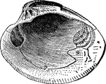 Right valve of a clam.