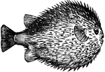 A fish with many small spikes that blows itself into a globular shape by swallowing air.