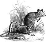 A medium sized rat with hind legs like a kangaroo. Mostly found in Rocky Mountain regions.