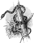 A serpent whose bite causes intense thirst.