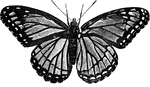 A large butterfly